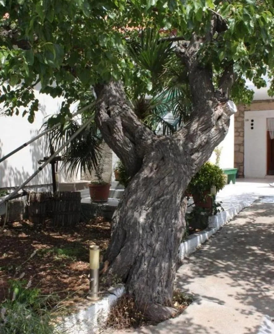 Apartments Tonci Kali Croatia